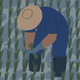 Image for article titled Melioidosis kills half the people it infects, but you’ve probably never heard of it